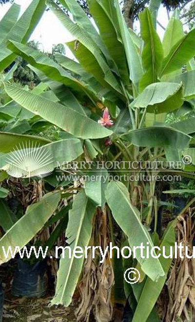 Musa (Orange flower)